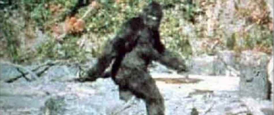 1977 Sasquatch Bigfoot Movie Poster Print – 24x16 Vintage Style Reproduction – Unframed